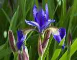 Iris Sanguinea